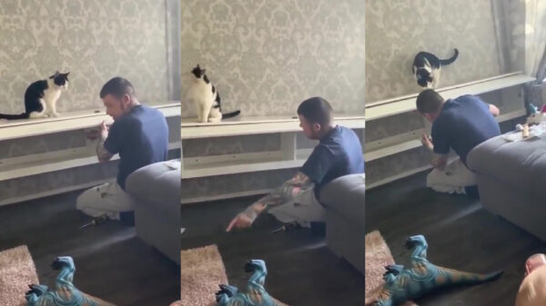 Vloekende klusser wordt keihard getrolled door zijn dikke kat