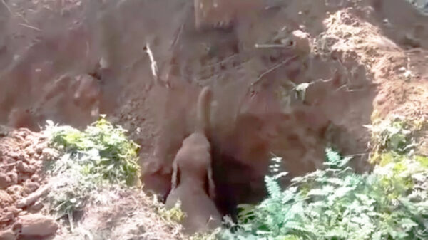 Helden redden olifantje uit greppel en krijgen serenade van moeder