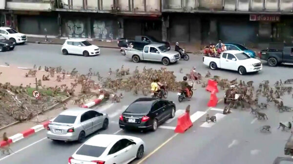 Planet of the apes: hongerige apen gaan elkaar te lijf in Thailand door voedseltekort