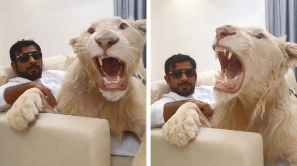 Alles is een huisdier: oliesjeik chilt met zijn blonde poesje op de bank