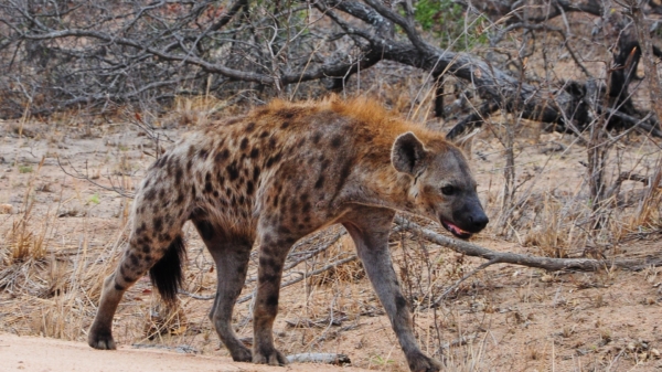 Zo laat je een clan hyena's stoppen met lachen