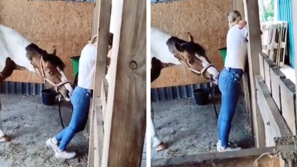 Paardenmeisje wordt grondig gefouilleerd door Harry de Hengst