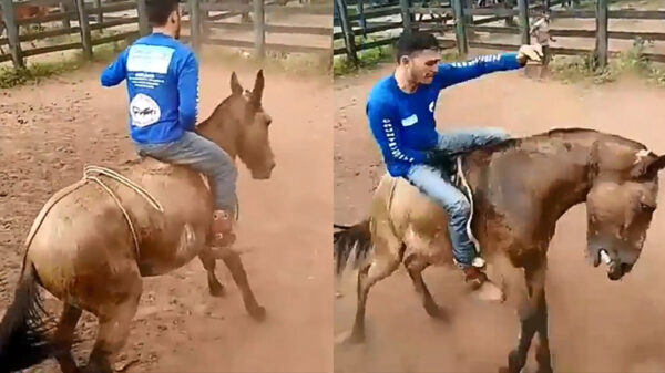 Scherpzinnige Harry de Hengst haalt alles uit de kast om te winnen