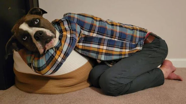 Een zooitje pics waar je zeker twee keer naar moet kijken