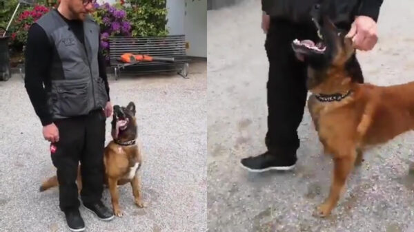 Maak kennis met Echo, de wereldkampioen gehoorzaamheid