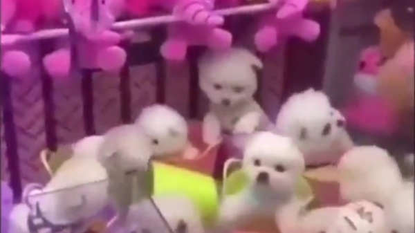 Je WTF-momentje van de dag: levende hondjes in een Chinese grijpautomaat