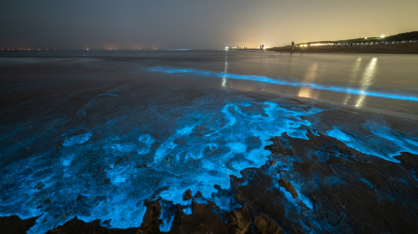 Nederlandse fotograaf legt bioluminescentie bij Katwijk op waanzinnige manier vast