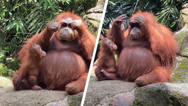 Orang-oetan met swag zet gevallen zonnebril van toerist op