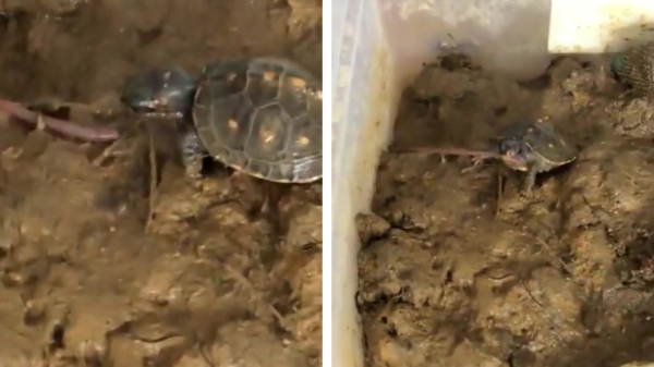Regenworm laat zich niet zomaar door schildpad oppeuzelen