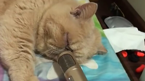 Een microfoon bij een snurkende kat houden is zeer vermakelijk