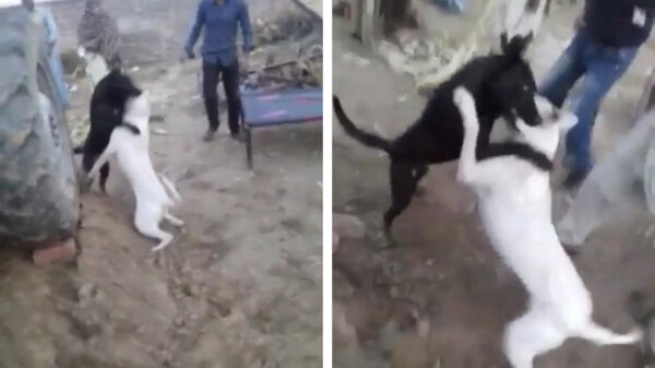 Uit de oude doos: hondengevecht verloopt net even anders dan je verwacht