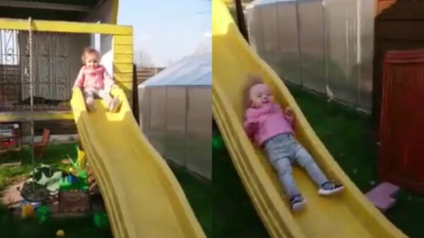 Koter blijkt paardebloem te zijn