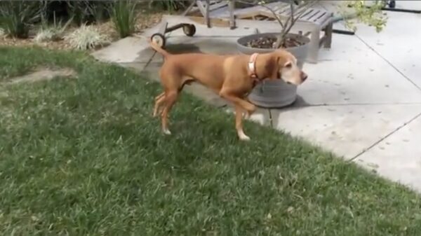 'Good boy doet een perfect standbeeld na!