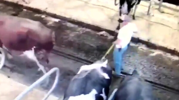 Boer heeft letterlijk een enorme schijtdag