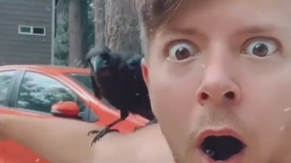 Opeens heb je het: je neemt een kraai als huisdier