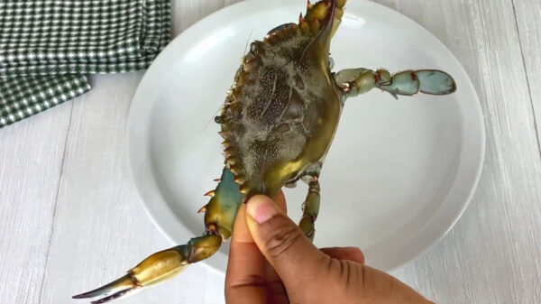 Karma: keukenprinses laat zien hoe je een krab schoonmaakt