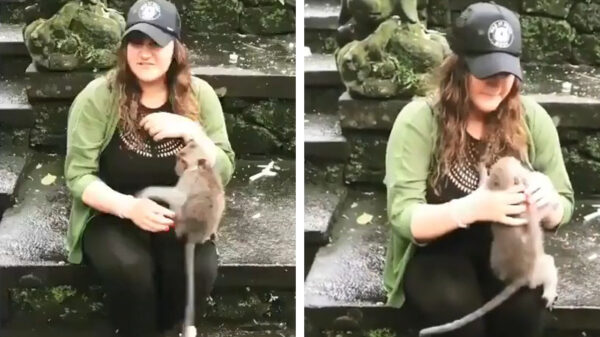 Hey, blijft met je tengels van mijn koter af!