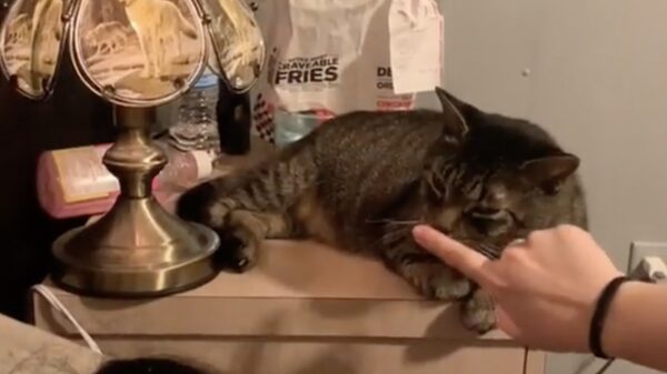 Superhandig zo'n kat die ook als afstandsbediening functioneert