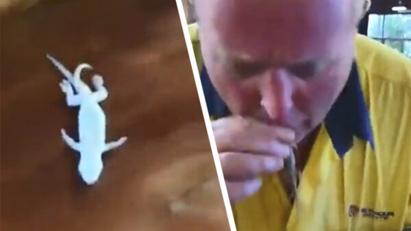 Kroegbaas weet hagedis te redden met mond-op-mond beademing