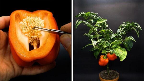 Gewoon even een timelapse van de geboorte van een paprikaplant