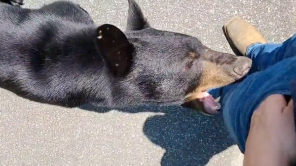 Waarom zou je deze vriendelijke beer niet een klein hapje gunnen?