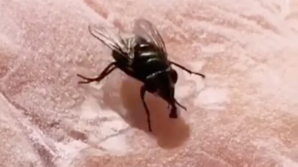 Help me step fly, I'm stuck!