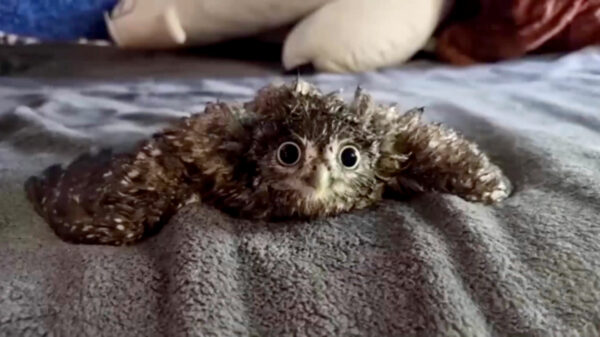 Heerlijke randomness in een nieuwe Coubcompilatie (144)