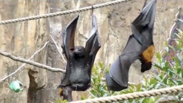 Als vrouwen zich afvragen hoe mannen 'afvegen' na het plassen