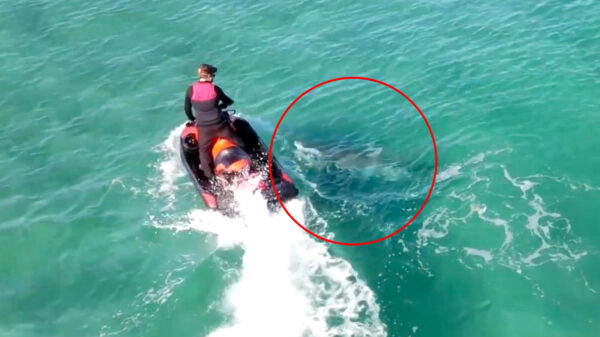 Irritante vent op jetski wordt aangevallen door een leipe tijgerhaai