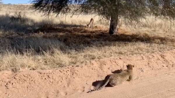 Dit is hoe een professioneel luipaard een nietsvermoedende gazelle vangt
