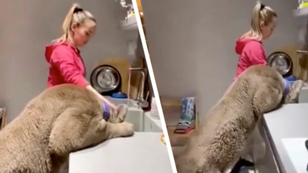 Superhandig zo'n levend voorspoelapparaat in je keuken