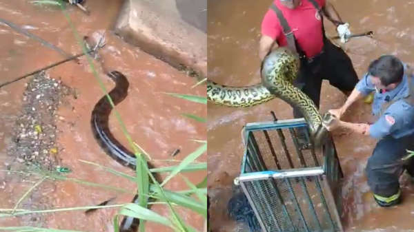 Braziliaanse mega-anaconda laat zich niet zomaar vangen