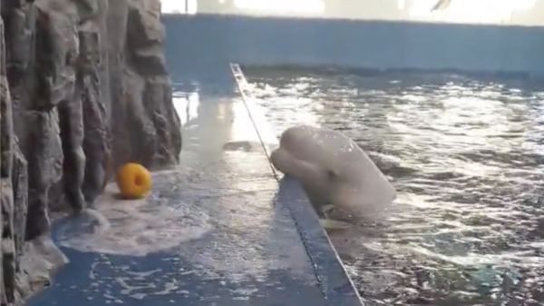Wel eens gezien hoe een witte dolfijn zijn bal terughaalt?