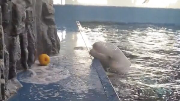 Wel eens gezien hoe een witte dolfijn zijn bal terughaalt?