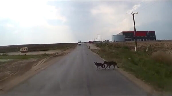 Oplettende viervoeter voorkomt dat zijn gabber wordt aangereden