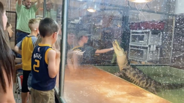 Alligator grijpt arm van begeleidster tijdens verjaardagsfeestje voor kinderen