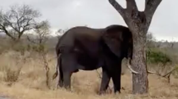 Asociale Afrikaanse hooligan sloopt eeuwenoude boom in natuurpark