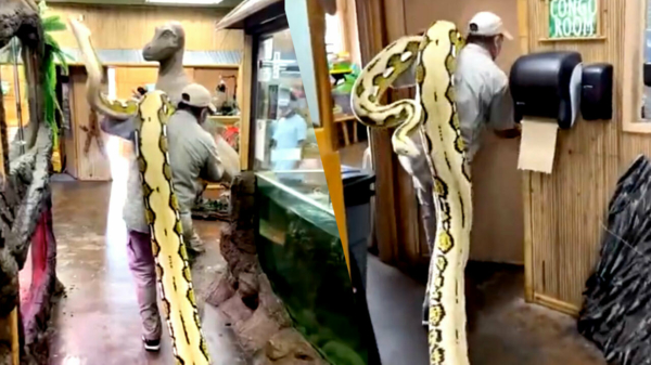 Niet het meest lullige slangetje ter wereld wordt even vakkundig verplaatst