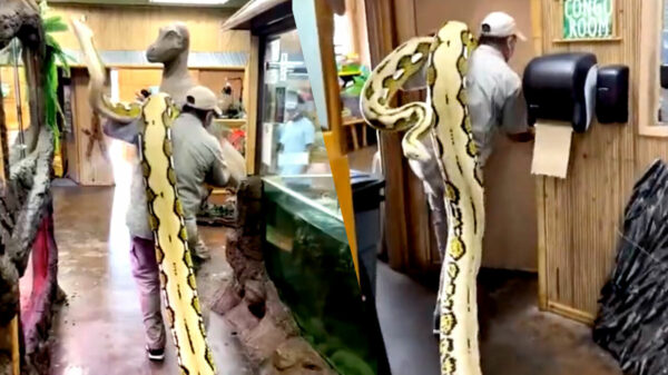 Niet het meest lullige slangetje ter wereld wordt even vakkundig verplaatst