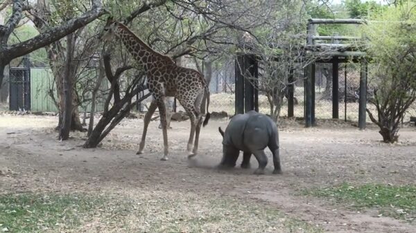 Poink: irritante neushoorn wordt keihard gekopschopt door giraf