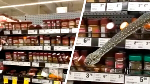 Ondertussen in een Australische supermarkt: da's een gekke pepermolen