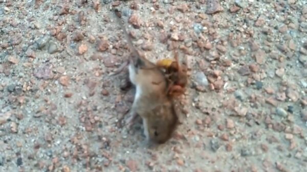 Monsterwesp heeft dikke fittie met lief muisje