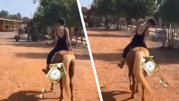 't Paerd met de vijf pooten: Fleur en Annabelle vermaken zich prima op vakantie