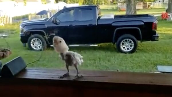 Het heeft even geduurd maar we hebben onze spirit animal gevonden