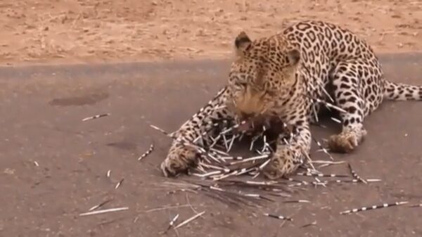 Luipaard krijgt een wijze les van een stekelvarken