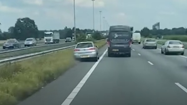 Aso's van de week beuken elkaar van de snelweg op de A58 in Noord-Brabant