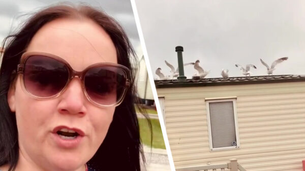 Wraak nemen op die lawaaierige buurman met een paar hongerige meeuwen