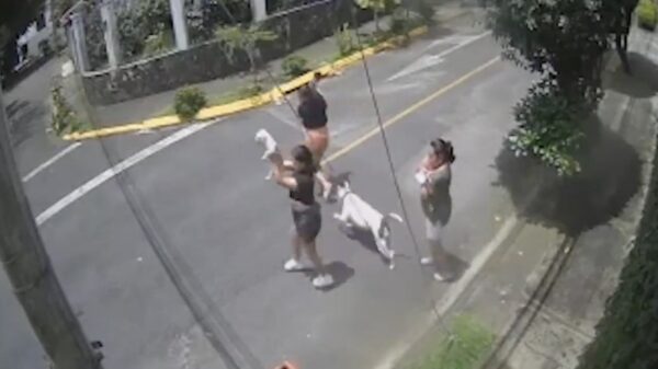 Man redt vrouw van pitbull door hem in een 'chokehold' te houden