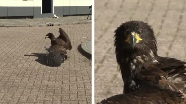 Roofvogels en drones blijken geen gouden combinatie
