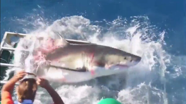 Waarom je NOOIT in een kooi met haaien moet gaan zwemmen